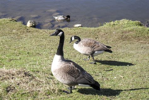 Canada Geese Free Stock Photo Public Domain Pictures