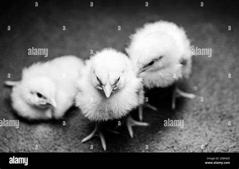 Three Adorable Newborn Baby Chicks Stock Photo Alamy