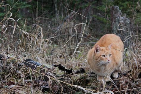 To start with, only use food grade de for flea control. flea home remedy cats Archives - Wildernesscat