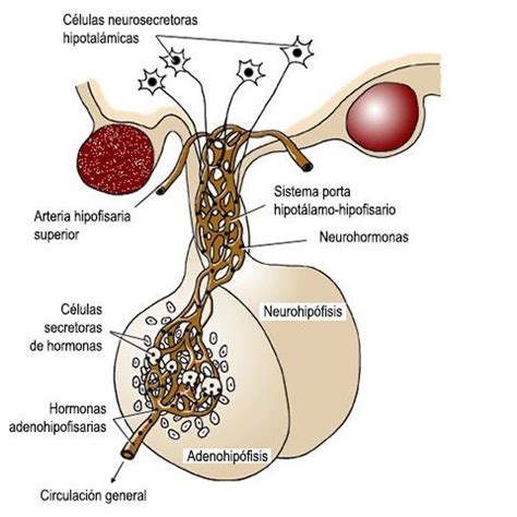 El Sistema Neuroendocrino hipotálamo hipófisis y su funcionamiento