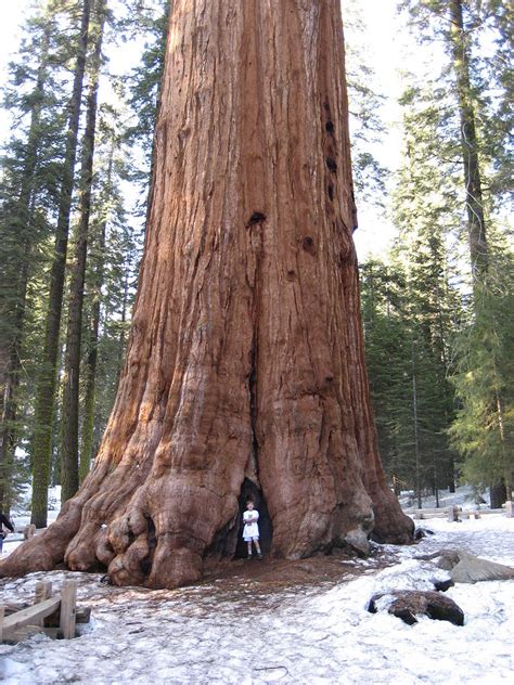 Largest Tree In The World