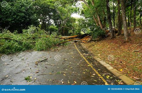 Tropical Tree Fallen Down After Heavy Storm Stock Photo Image Of