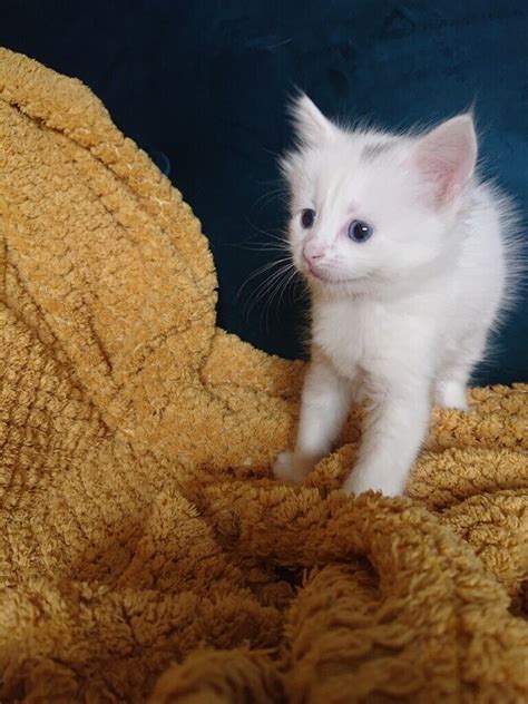 Calico White Kittens With Sky Blue Eyes In Heathrow London Gumtree