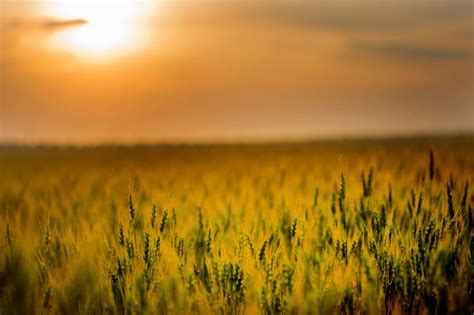 Fondos De Pantalla Agricultura Granja Cereales La Gente En La