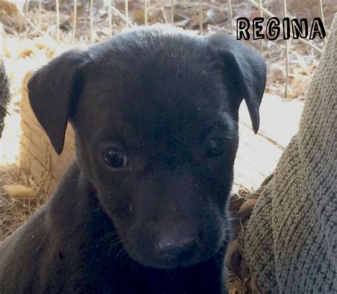REGINA AD 01-16-16 - Rescue Dog Village Guardian, Inc.