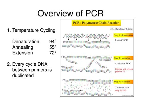 The collected material is analyzed in our laboratory. PPT - PCR Basics PowerPoint Presentation - ID:6591427
