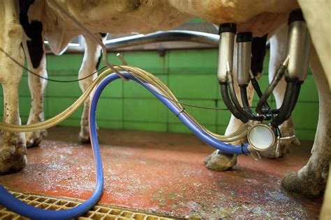 Milking Machine Milking Cow At Dairy Photograph By Christopher Kimmel Fine Art America