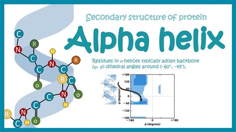 Alpha Helix Secondary Structure Of Protein Youtube