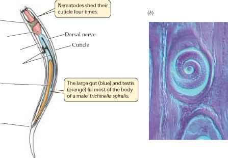 Exploring The Structure And Function Of The Nematode Cuticle A Study On The Vitality Of A Tiny
