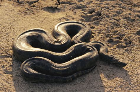 An Anaconda On Sand In Venezuela Photograph By Ed George