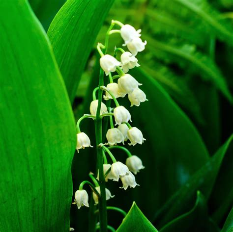 Lily Of The Valley Pips 6 Flowering Lily Of The Valley Bulbs Easy