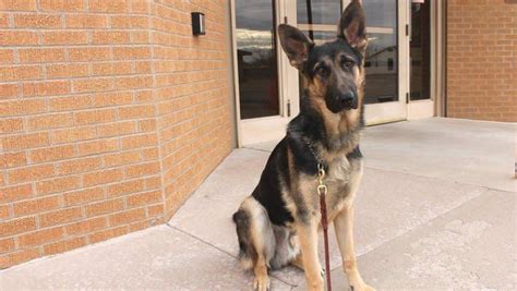 Alamogordo Police Department Welcomes K 9 Clint