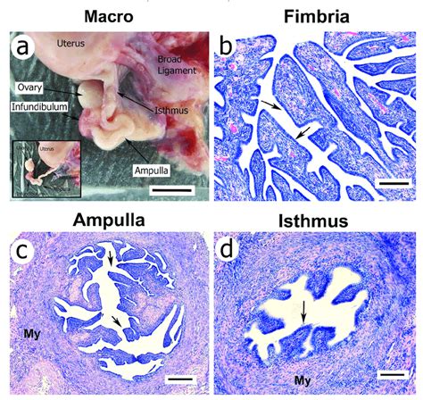 a photograph of the macaque reproductive tract a showing the uterus download scientific