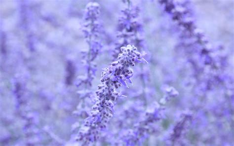 Minimalist Lavender Flowers Wallpapers Top Free Minimalist Lavender