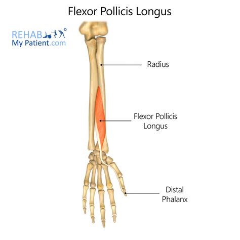 Extensor Pollicis Longus Anatomy