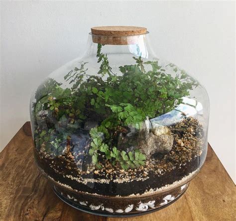 Easy Terrarium Guide All You Need To Know Backward Garden Closed