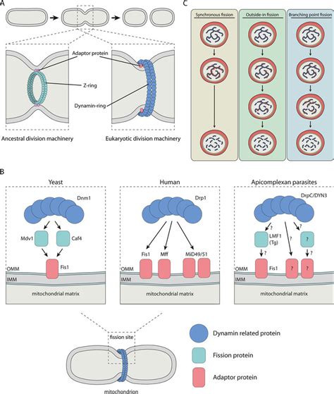 Schematic Representations Of Organelle Division Mechanisms A