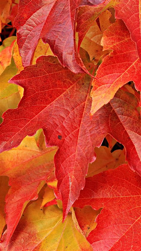 Maple Leaves Wallpapers Top Free Maple Leaves Backgrounds