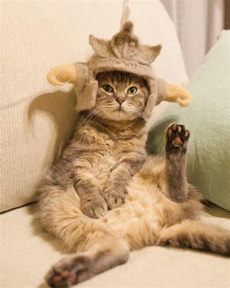 Cute Cats In Funny Hats 30 Photos Page 2 Of 3 The Viraler