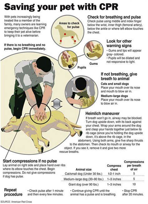 Cpr For Dogs Do You Know What To Do If Your Dog Stops Breathing