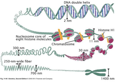Chromosome Structures Chromosome Structure Chromosome Teaching Biology