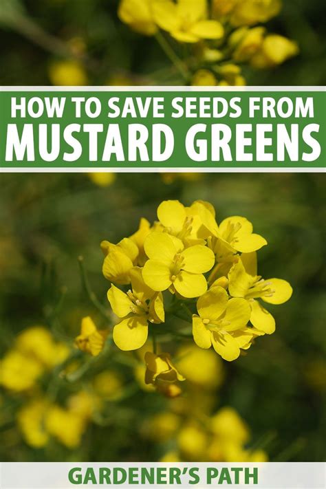 Fast Growing And Spicy Homegrown Mustard Greens Will Produce A Lot Of