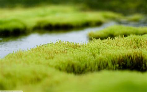 Macro Moss Depth Of Field Nature Wallpapers Hd Desktop And Mobile