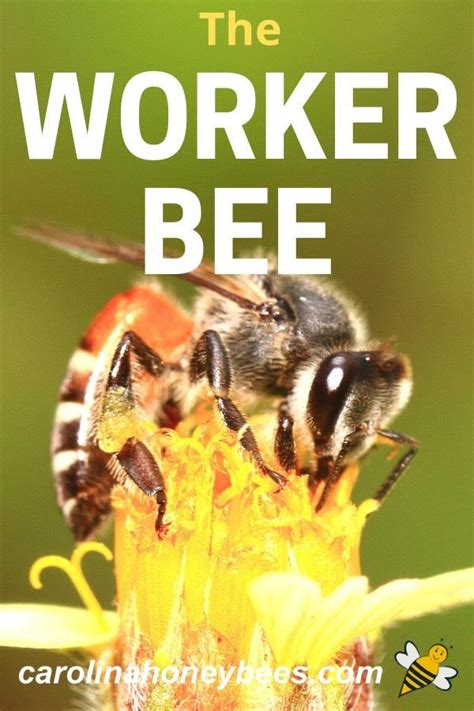 Worker Bees Their Role In The Colony Worker Bee Bee Worker