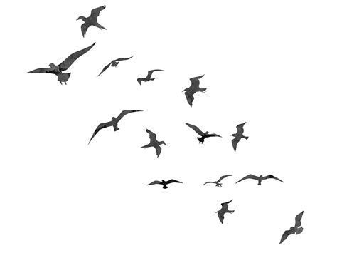 Bird Flight Swallow Flock Flying Birds Png Bird Silhouette Png