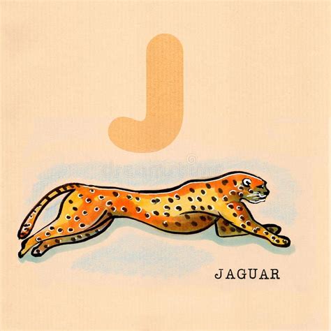 English Alphabet Jaguar Royalty Free Illustration Illustration