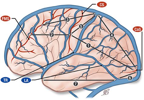 Frontiers The Superficial Anastomosing Veins Of The Human Brain