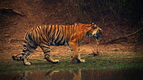 India News Translocation Of Big Cats To Madhav National Park In