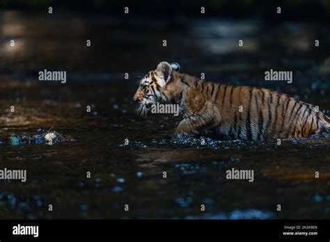Bengal Tiger Cub Is Posing In The Water Side View Stock Photo Alamy