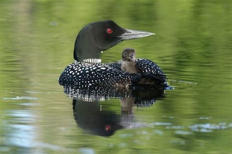 Is the Canadian loon population in danger? | Cottage Life