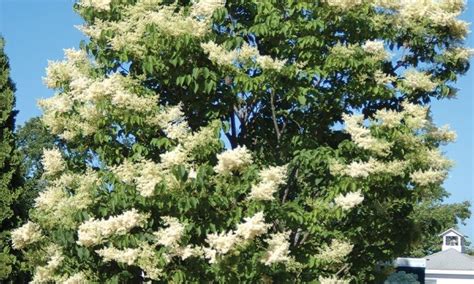 Ivory Silk Japanese Tree Lilac Johnsons Nursery Knowledgebase