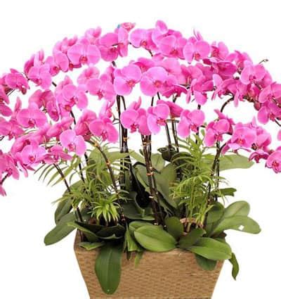 65cm potted artificial magnolia flowers bonsai pink. Potted Purple Orchid 10 Branches Potted Orchids Vietnam