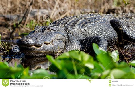 Large Bull American Alligator Basking On Spatterdock Okefenokee Swamp