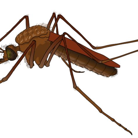 Mosquito Animation Clipart Wikiclipart Kulturaupice