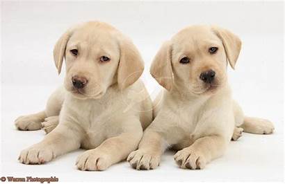 Labrador Puppies Yellow Retriever Weeks Lab Chocolate