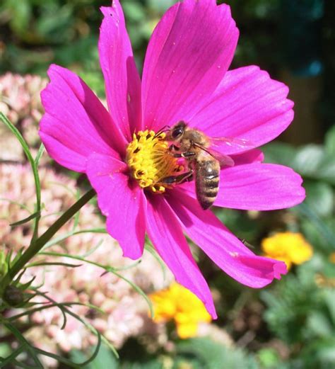 This particular flower is considered to be one of the most beautiful of all wildflowers and the wildflower seeds of this plant can easily be found. Top 10 Plants for Your Garden to Help Save the Bees - Top ...