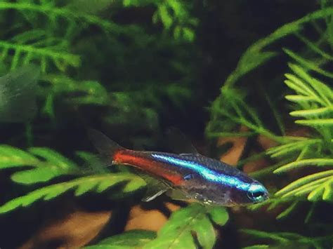 Green Neon Tetra 101 Care Diet Tank Size Tank Mates And More