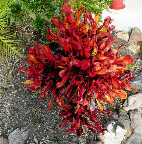 Crotons An Easy Addition To Garden Sunshine Coast Daily