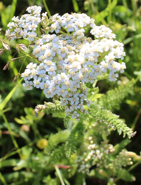 Yarrow Our Favorite Wound And Fever Herb Medicinal Plants Herbs