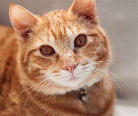Why Are Orange Tabby Cats So Affectionate Explained Animals Hq