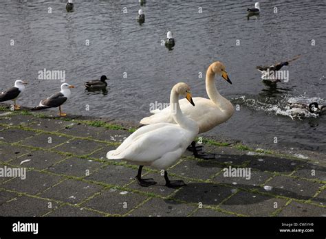 Iceland Reykjavik Swans And Ducks Stock Photo Alamy