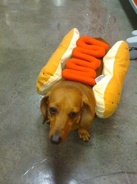 Pin By Karissa Forde On Make Me Laugh Weiner Dog Wiener Dog Weenie