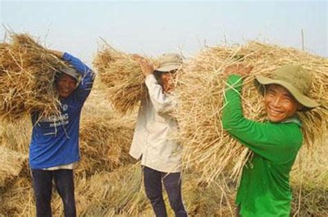 “nông Dân đang Có Tâm Tư Nguyện Vọng Gì” Nhịp Sống Kinh Tế Việt Nam And Thế Giới