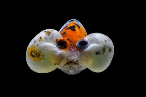 Bubble Eye Goldfish Care Pictures Temperament Habitat And Traits