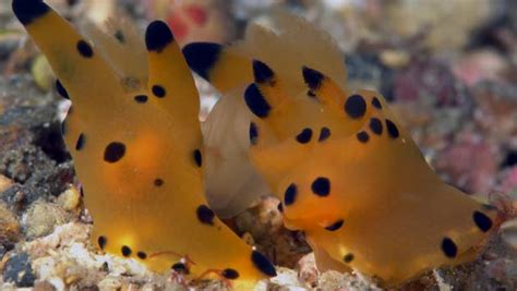 orange pikachu nudibranch thecacera pacifica mating stock video footage dissolve