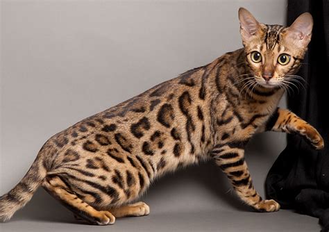 Top 12 Most Expensive Cat Breeds In The World Savannah Vs Bengal